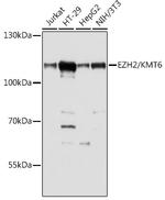 EZH2 Antibody in Western Blot (WB)