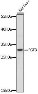 FGF3 Antibody in Western Blot (WB)