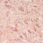 GAP43 Antibody in Immunohistochemistry (Paraffin) (IHC (P))