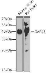 GAP43 Antibody in Western Blot (WB)