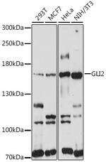 GLI2 Antibody in Western Blot (WB)