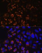 TOMM20 Antibody in Immunocytochemistry (ICC/IF)