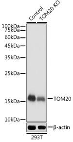 TOMM20 Antibody in Western Blot (WB)