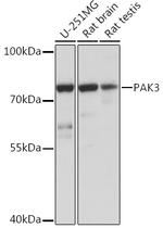 PAK3 Antibody in Western Blot (WB)