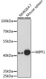 WIPF1 Antibody in Western Blot (WB)