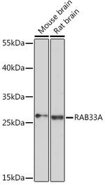 RAB33A Antibody in Western Blot (WB)