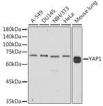 YAP1 Antibody in Western Blot (WB)