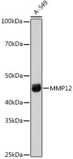 MMP12 Antibody in Western Blot (WB)