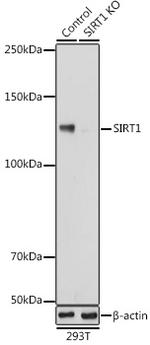 SIRT1 Antibody