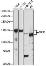 SIRT1 Antibody in Western Blot (WB)