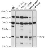 PGA3 Antibody in Western Blot (WB)