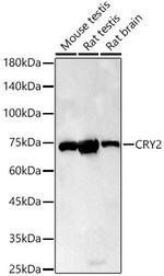 CRY2 Antibody in Western Blot (WB)