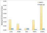 DNMT1 Antibody in ChIP Assay (ChIP)