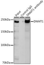 DNMT1 Antibody in Immunoprecipitation (IP)