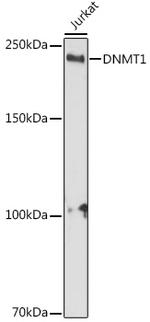 DNMT1 Antibody in Western Blot (WB)