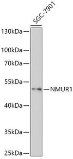 NMUR1 Antibody in Western Blot (WB)