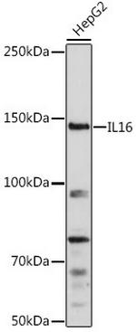 IL-16 Antibody in Western Blot (WB)