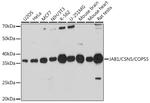 JAB1 Antibody in Western Blot (WB)