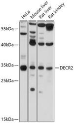 DECR2 Antibody in Western Blot (WB)