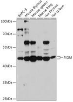 PIGM Antibody in Western Blot (WB)