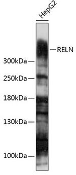 Reelin Antibody in Western Blot (WB)