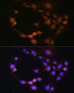 PML-5 Antibody in Immunocytochemistry (ICC/IF)