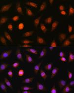 PML-5 Antibody in Immunocytochemistry (ICC/IF)