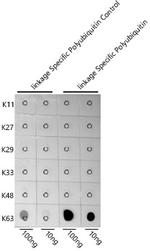 Ub-K63 Antibody in Dot Blot (DB)