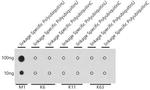 Ub-M1 Antibody in Dot Blot (DB)