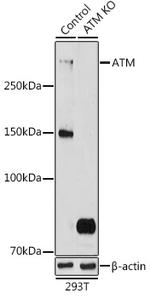 ATM Antibody in Western Blot (WB)