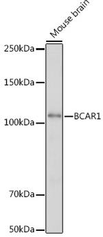 p130Cas Antibody in Western Blot (WB)