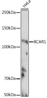 p130Cas Antibody in Western Blot (WB)