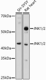 JNK1/JNK2 Antibody in Western Blot (WB)