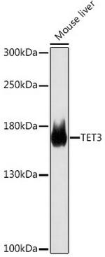 TET3 Antibody in Western Blot (WB)