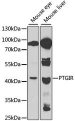 PTGIR Antibody in Western Blot (WB)