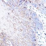 DJ-1 Antibody in Immunohistochemistry (Paraffin) (IHC (P))