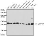 DJ-1 Antibody in Western Blot (WB)