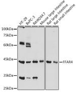 GPR120 Antibody in Western Blot (WB)