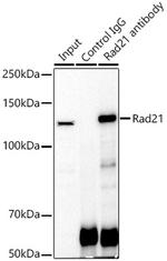 RAD21 Antibody in Immunoprecipitation (IP)