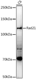 RAD21 Antibody in Western Blot (WB)