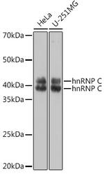 hnRNP C Antibody in Western Blot (WB)