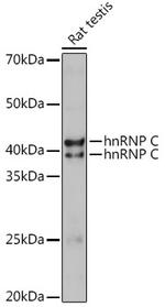 hnRNP C Antibody in Western Blot (WB)