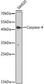 Caspase 4 Antibody in Western Blot (WB)