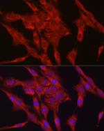 GPX4 Antibody in Immunocytochemistry (ICC/IF)