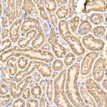 GPX4 Antibody in Immunohistochemistry (Paraffin) (IHC (P))