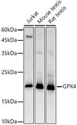 GPX4 Antibody in Western Blot (WB)