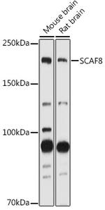 SCAF8 Antibody in Western Blot (WB)