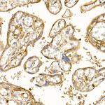 S100A10 Antibody in Immunohistochemistry (Paraffin) (IHC (P))