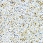 CDw293 Antibody in Immunohistochemistry (Paraffin) (IHC (P))