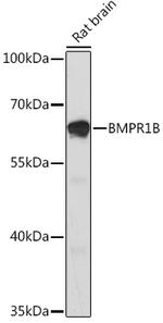 CDw293 Antibody in Western Blot (WB)